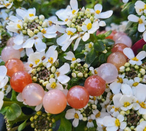 Apricot Agate Bracelets